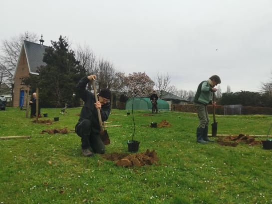 Aanplanten fruitbomen